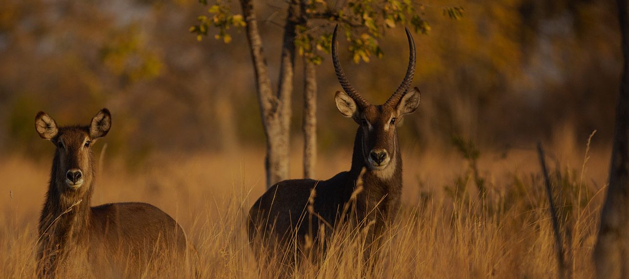 For hunting