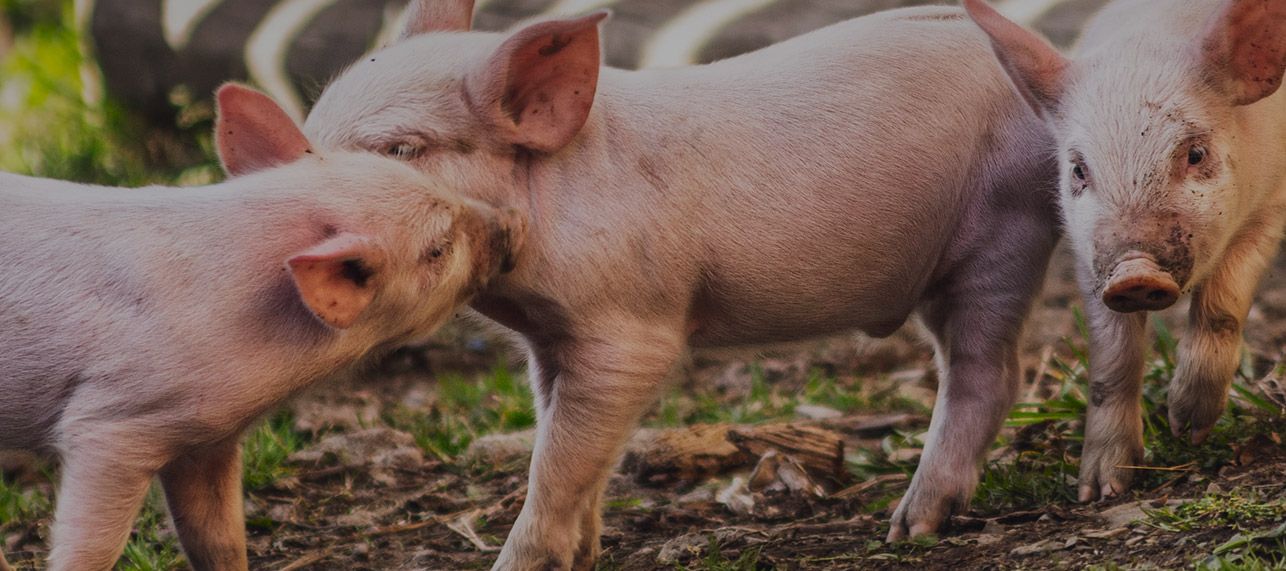 Slider-1-mobile-version