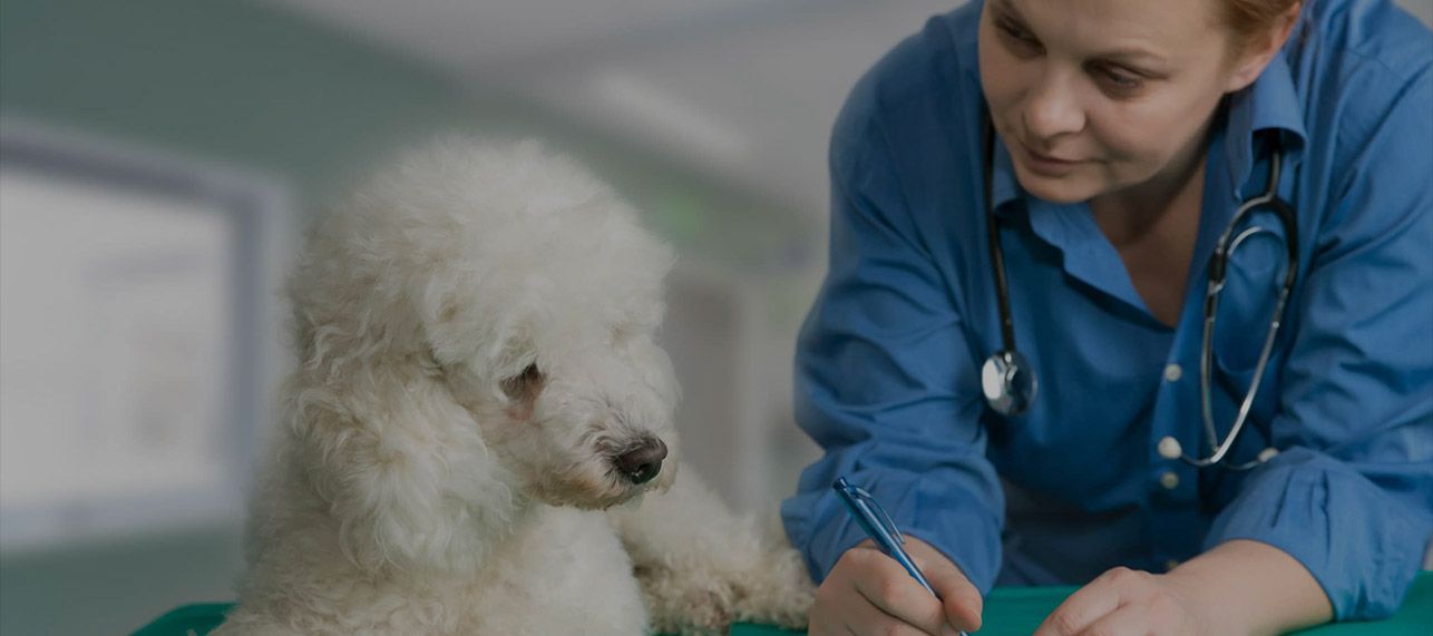 For Veterinarians